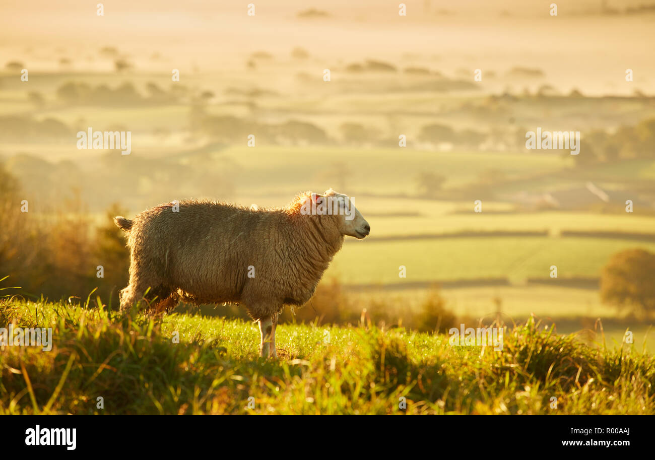 Pecore al pascolo nella luce dorata su terreni agricoli Dorset vicino Pilsdon Pen Hill di sunrise Foto Stock