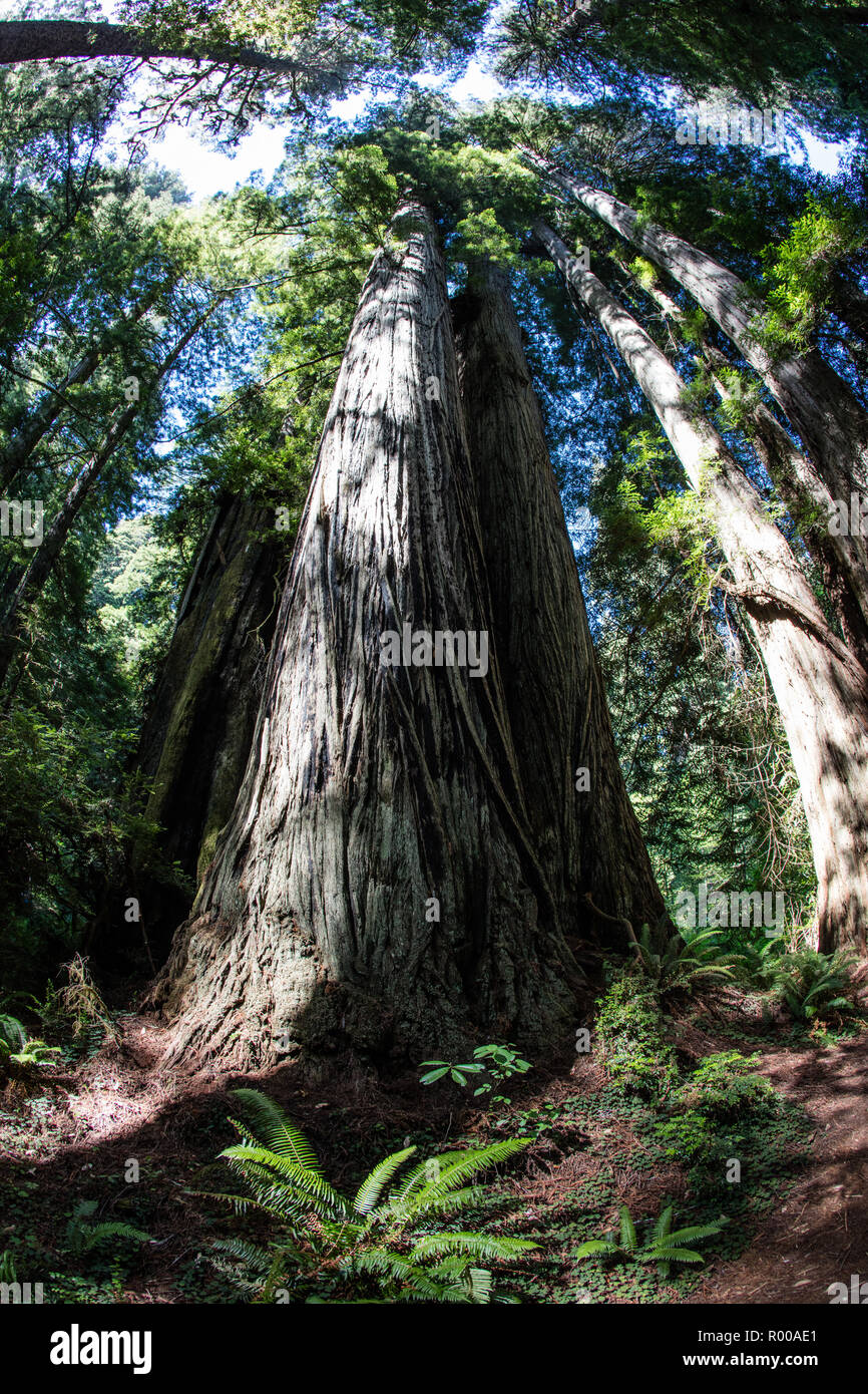 Una foresta costiera di alberi di sequoia cresce nella California del Nord. Redwoods crescere solo in una zona limitata a causa della elevata precisione della temperatura e umidità. Foto Stock