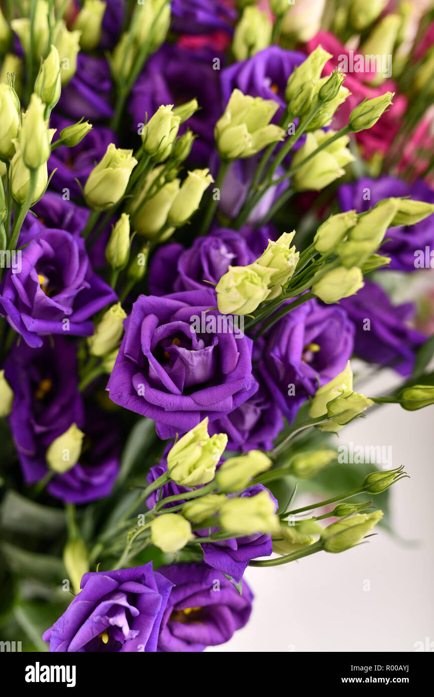 Texas bluebells (Eustoma grandiflorum), kwown anche come Texas bluebell, Bluebell, vistosi prairie genziana, prairie genziana e Lisianthus *** Captio locale Foto Stock