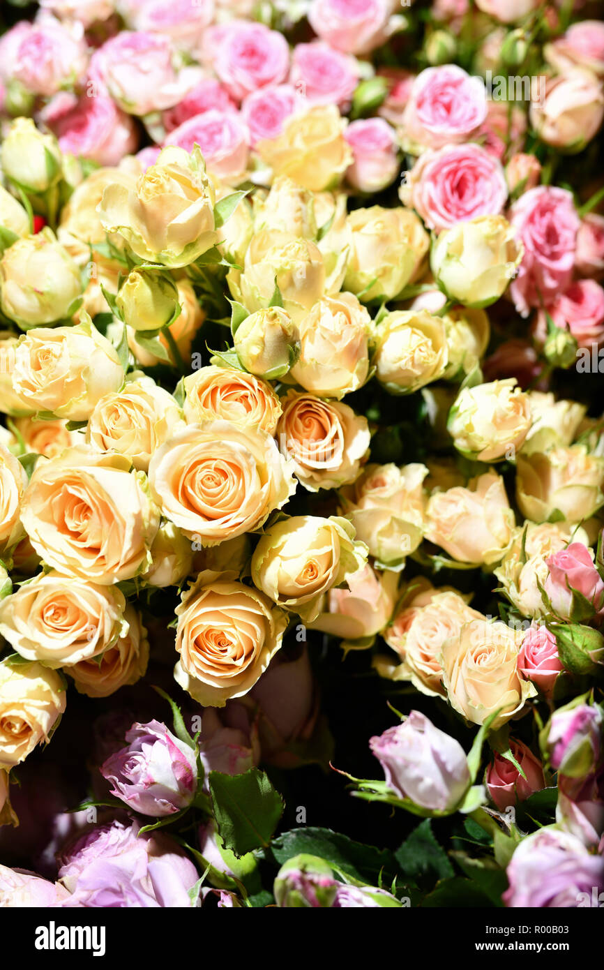 Fiori. Mazzo di rosa e giallo rose.Caption locale *** Foto Stock