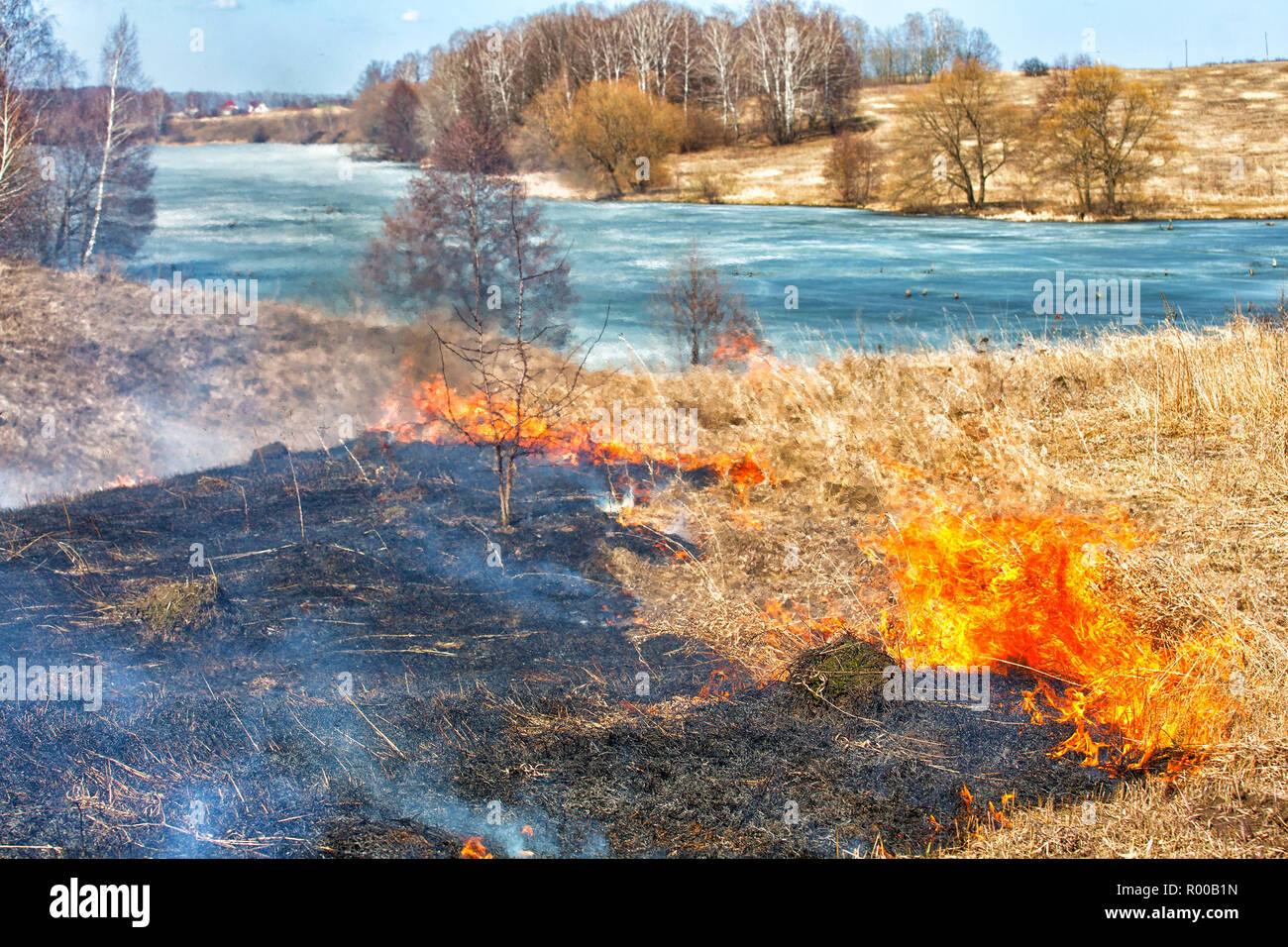 La masterizzazione di asciugare lo scorso anno di erba vicino al bosco. Pericolo di incendio di boschi Foto Stock