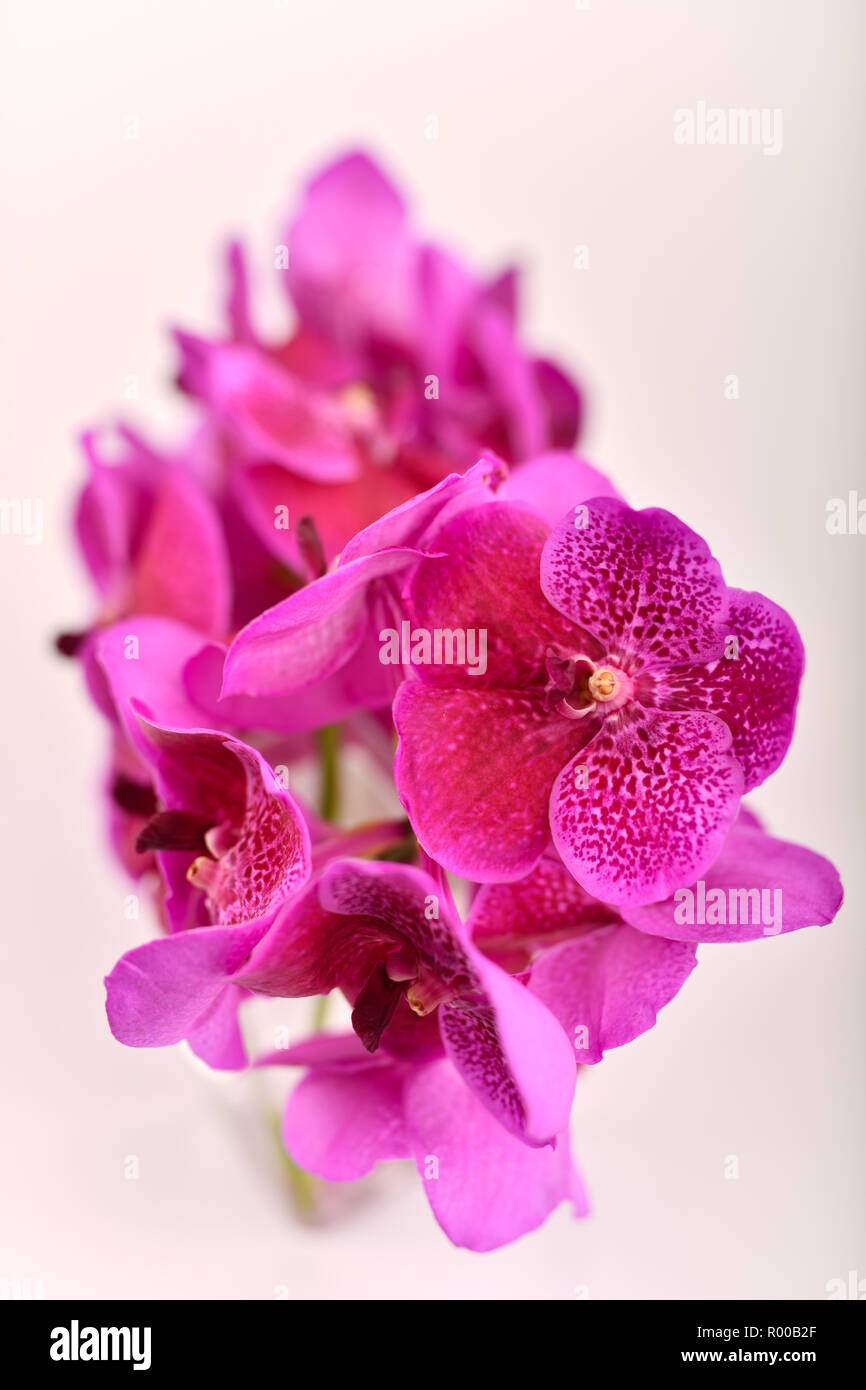 Fiori. Viola e rosa orchidea Vanda.Caption locale *** Foto Stock