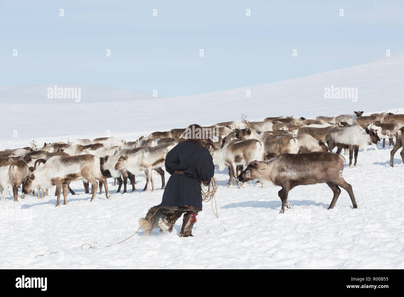 Gli allevatori di renne la cattura di cervi, Yamal, Russia Foto Stock