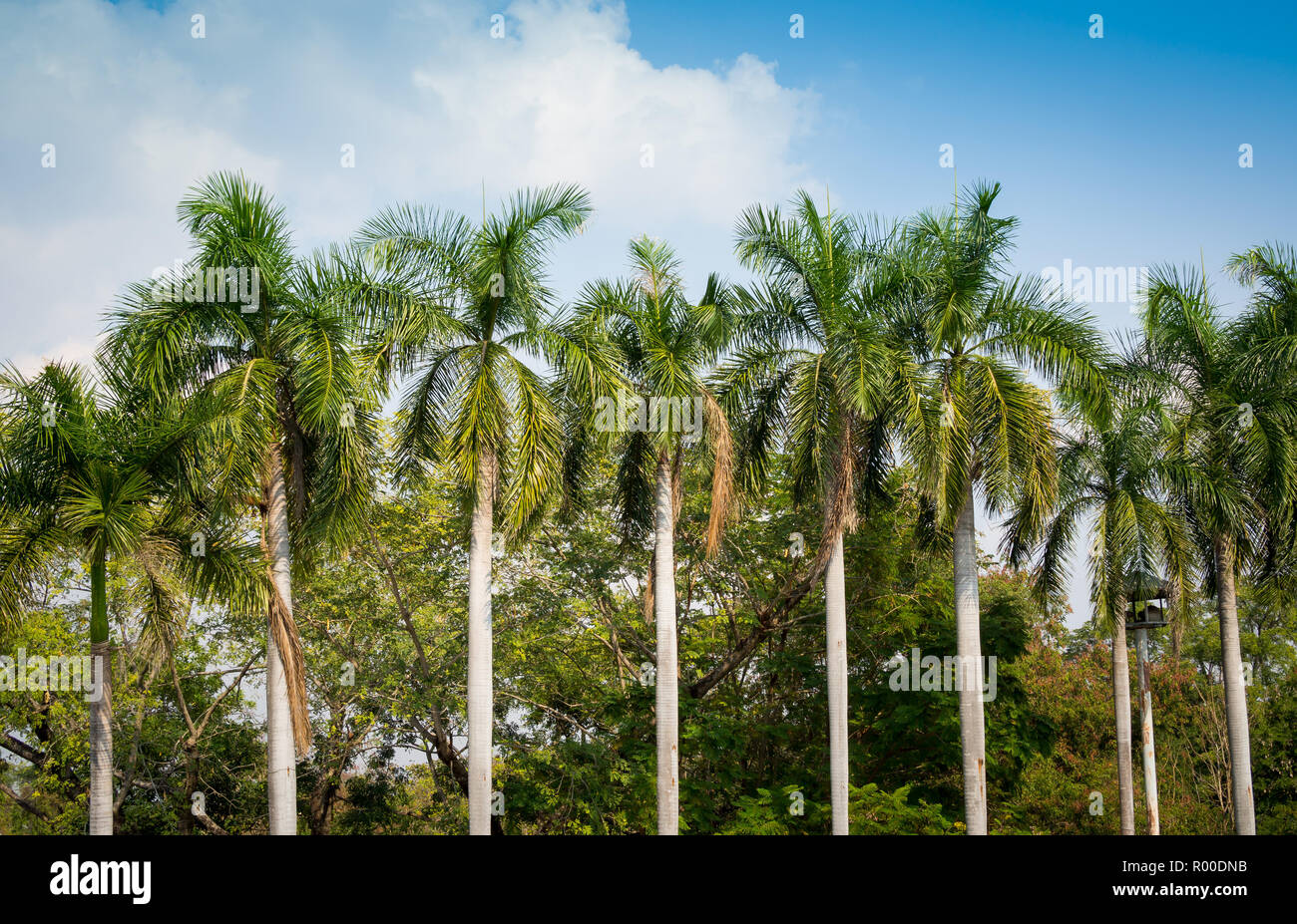 Toddy o Sugar Palm (Borassus flabellifer) con cielo blu Foto Stock