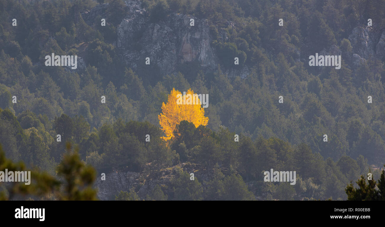 Unico albero con foglie di giallo tra il verde di alberi di pino Foto Stock