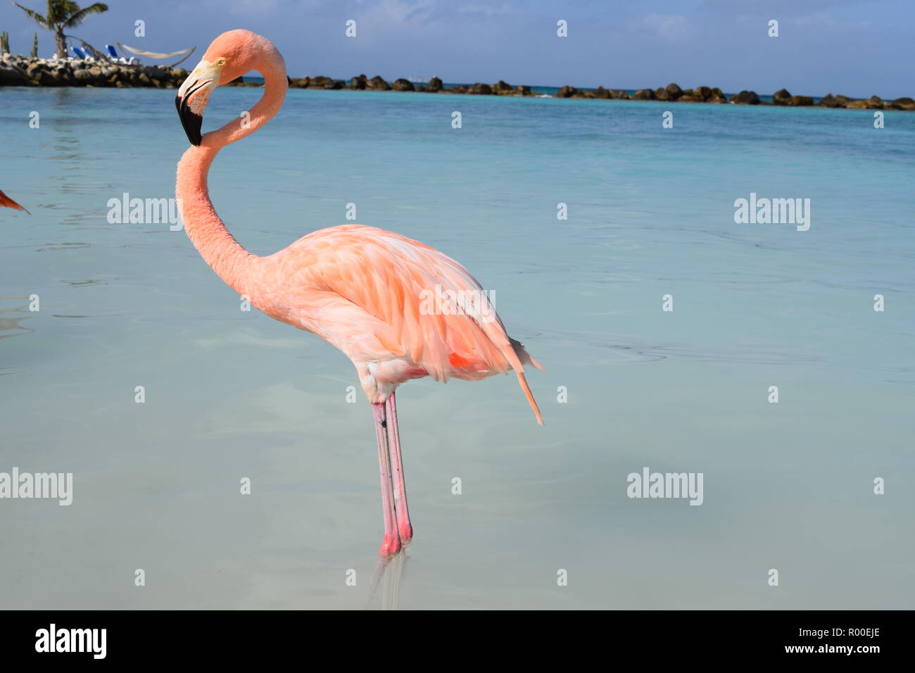 Fenicottero rosa nell'isola di Aruba Foto Stock