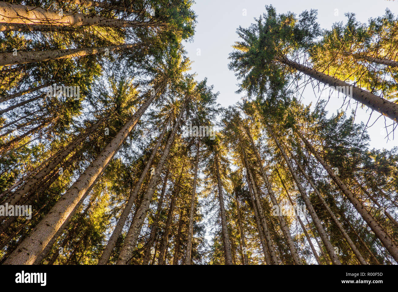 Bosco di larici sulle alpi italiane Foto Stock