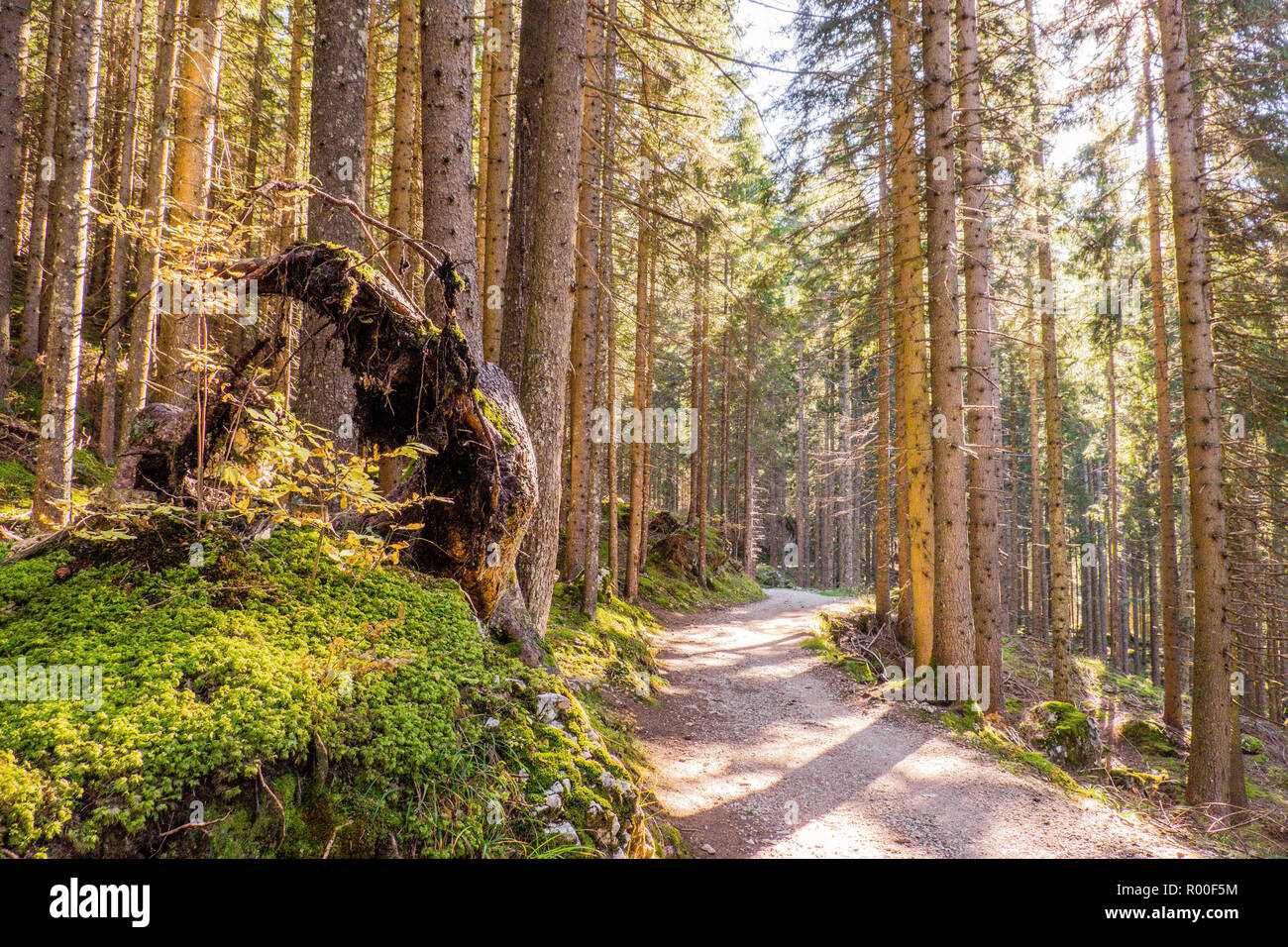 Strada in un bosco di larici sulle alpi italiane Foto Stock