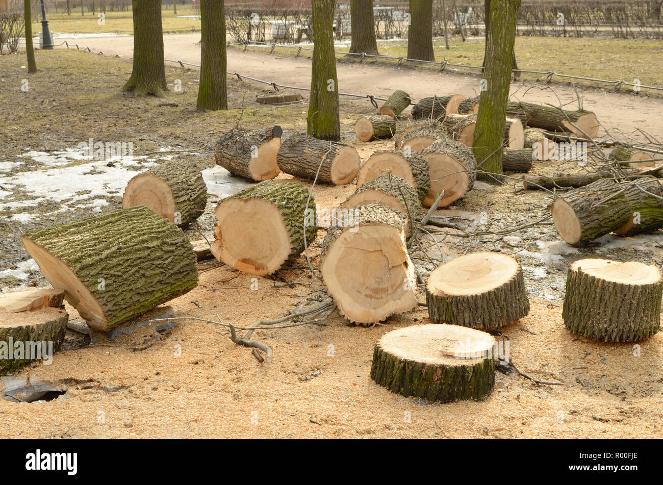 La pulizia del parco.vecchi alberi sono tagliati verso il basso.Essi li tagliano in grumi. Foto Stock