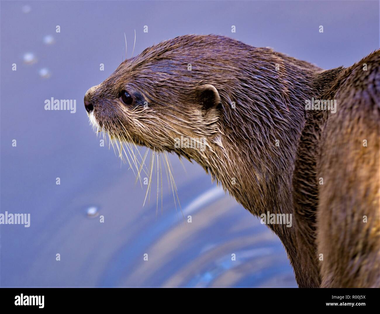 Asian breve artigliato otter luccicante nella luce del sole autunnale, dopo una nuotata veloce nel nord ovest di zone umide. Foto Stock