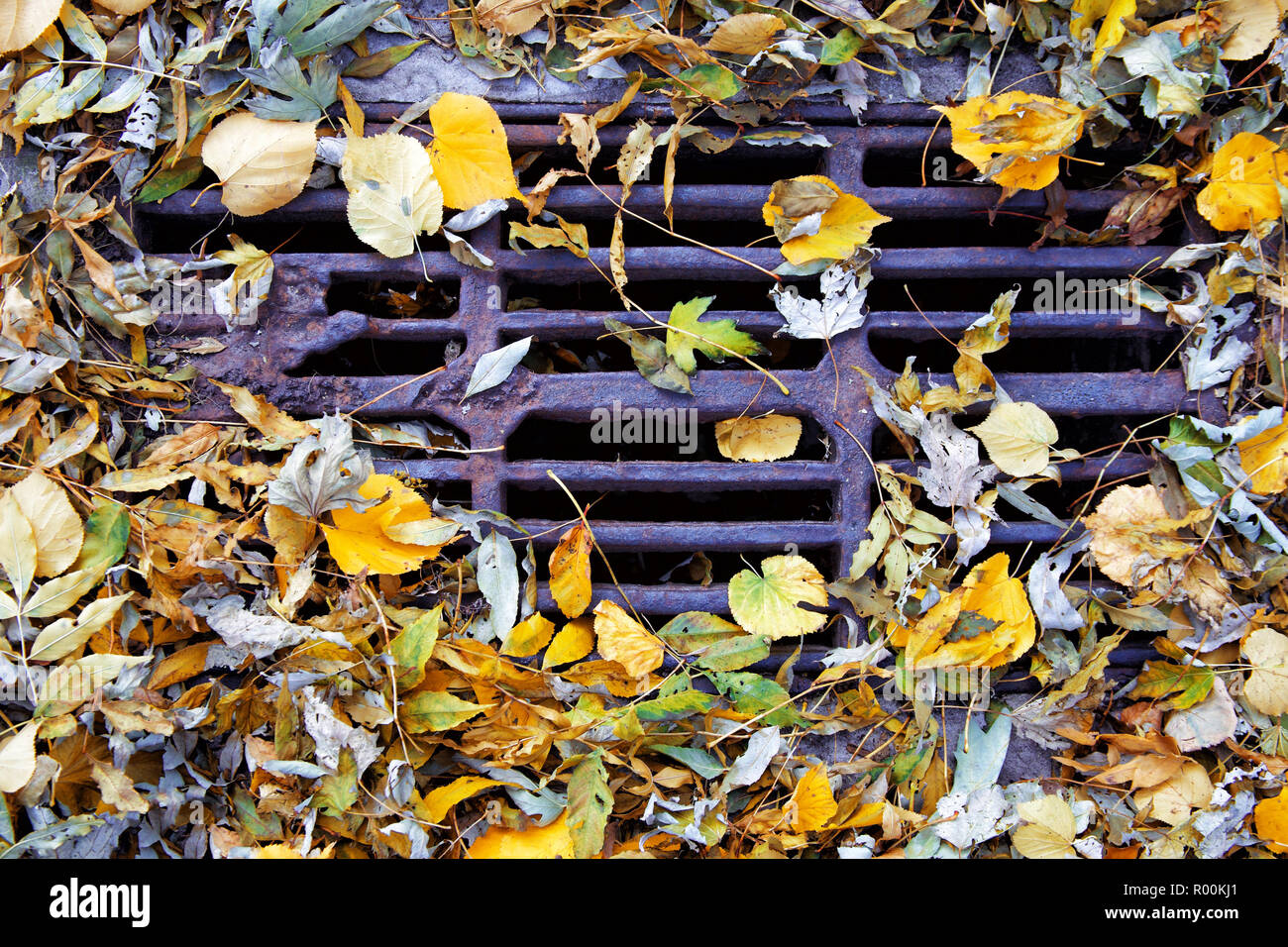 Foglie di autunno in uno scarico fognario a Kiev park Foto Stock