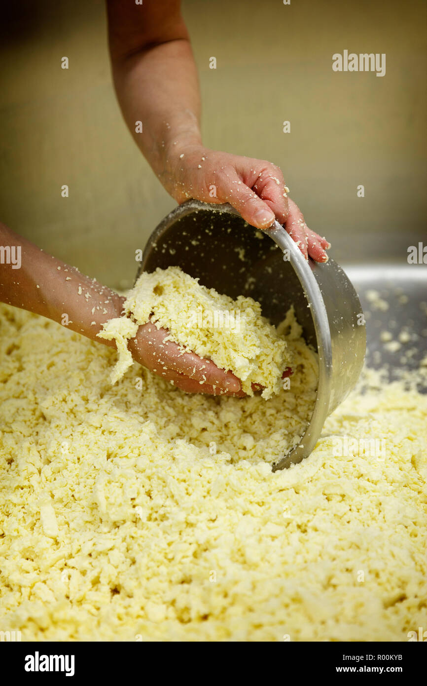 Il processo di produzione del formaggio separazione dell la cagliata dal siero di latte n. 5 Foto Stock