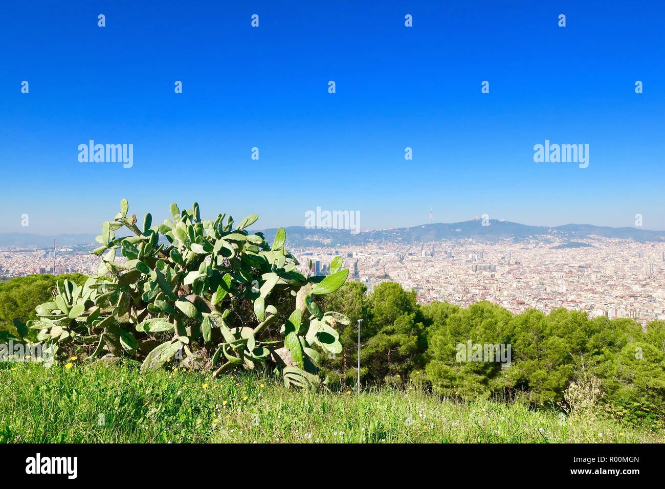 Barcelona, Spagna, ottobre 2018. Grandi cactus nel parco del castello / Castell Mont Juic. Caldo pomeriggio soleggiato. Foto Stock