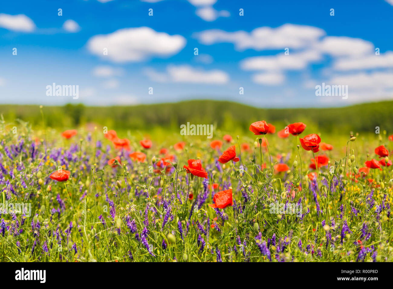 Bellissimo prato estivo la natura. In primavera ed estate il papavero fiori sotto il cielo blu e la luce del sole. Molla idilliaco paesaggio estivo, fiori di prato, natura Foto Stock