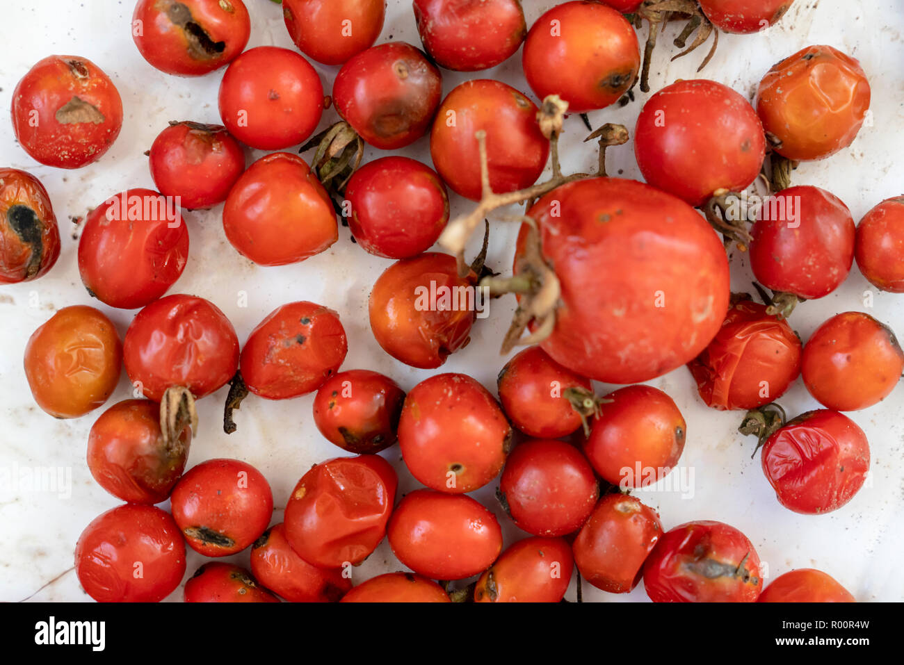 Molti pomodori marci sfondo, coperto con stampo closeup Foto Stock