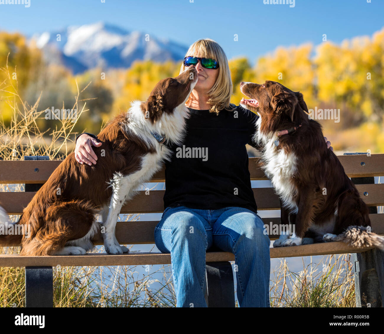 Outdoor informale ritratto di donna con il suo due Border Collie cani in un parco; vicino a Salida; Colorado; USA Foto Stock