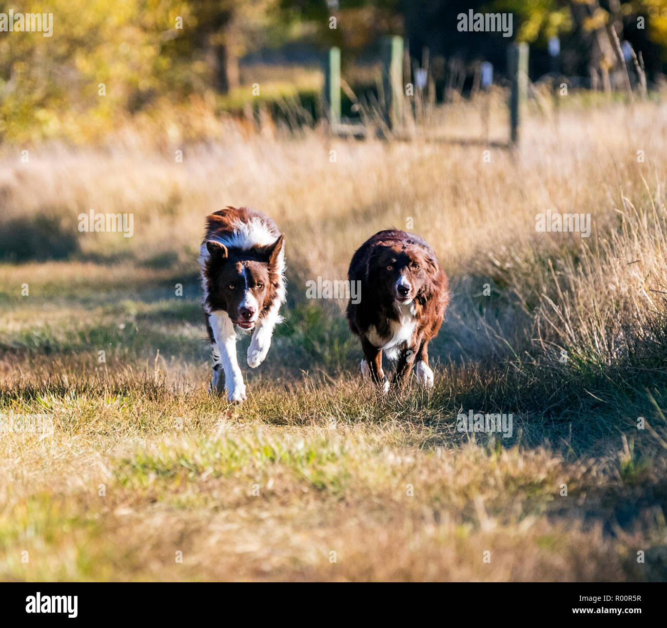 Due Border Collie cani in esecuzione al di fuori in un parco vicino Salida; Colorado; USA Foto Stock