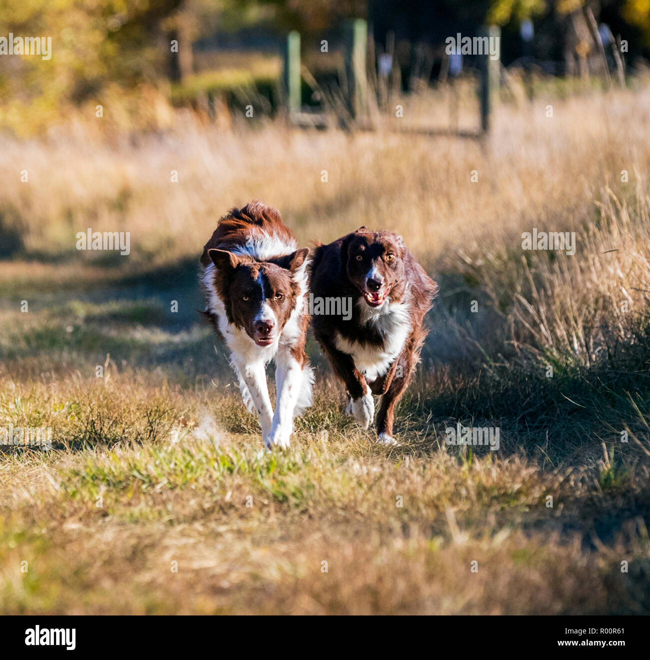 Due Border Collie cani in esecuzione al di fuori in un parco vicino Salida; Colorado; USA Foto Stock