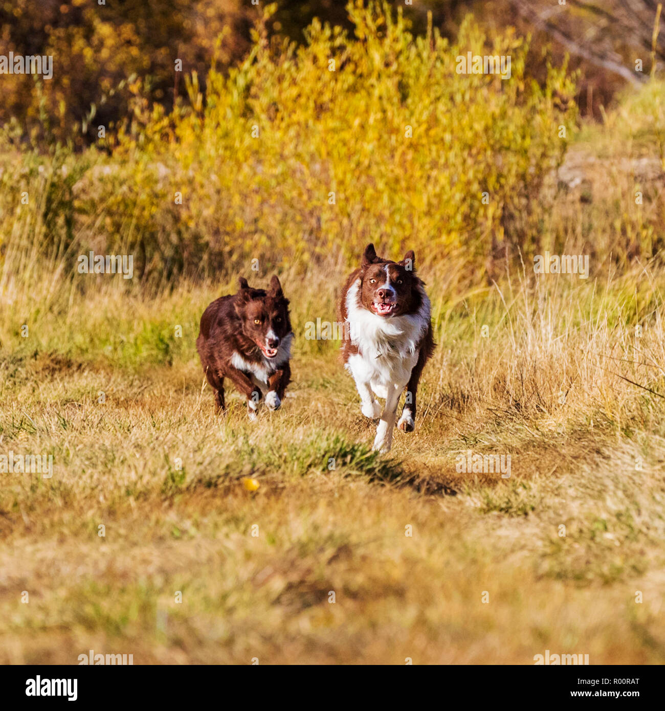 Due Border Collie cani in esecuzione al di fuori in un parco vicino Salida; Colorado; USA Foto Stock