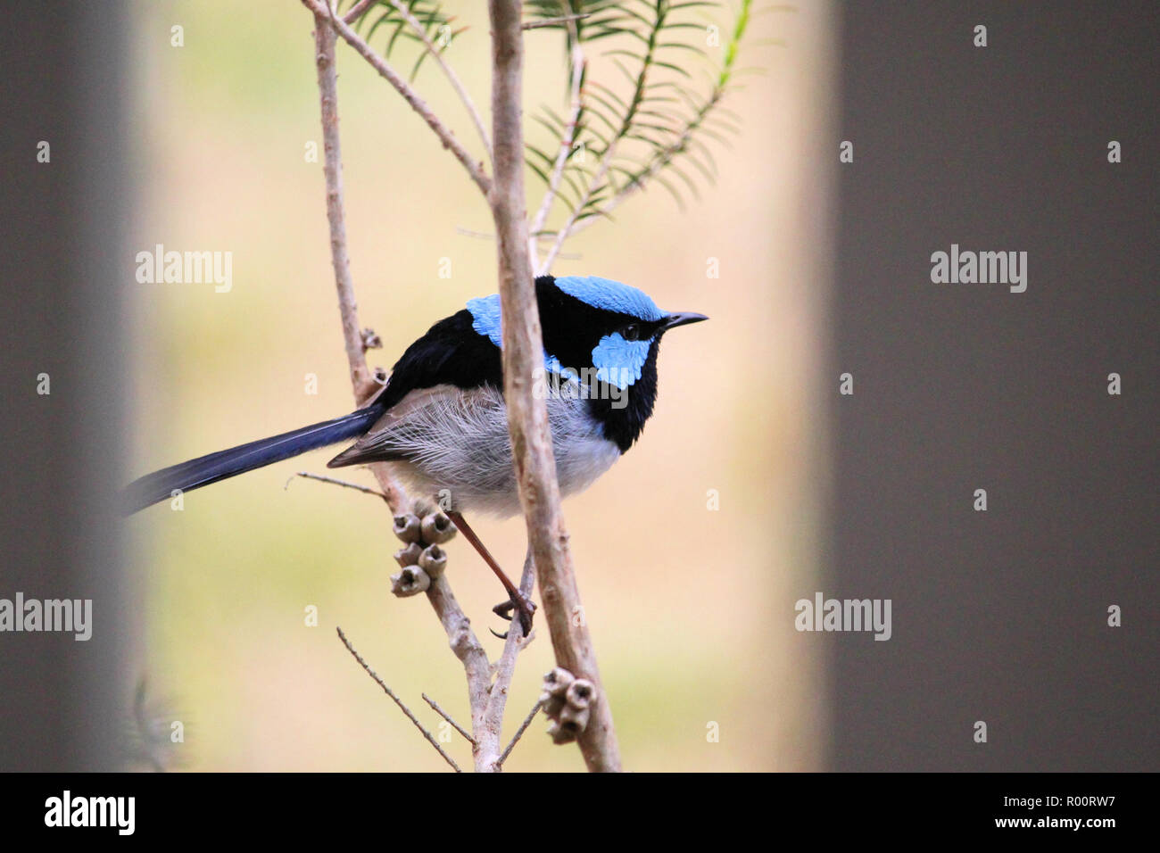 Superba Fairy-wren (Malurus cyaneus) -maschio, Sud Australia Foto Stock