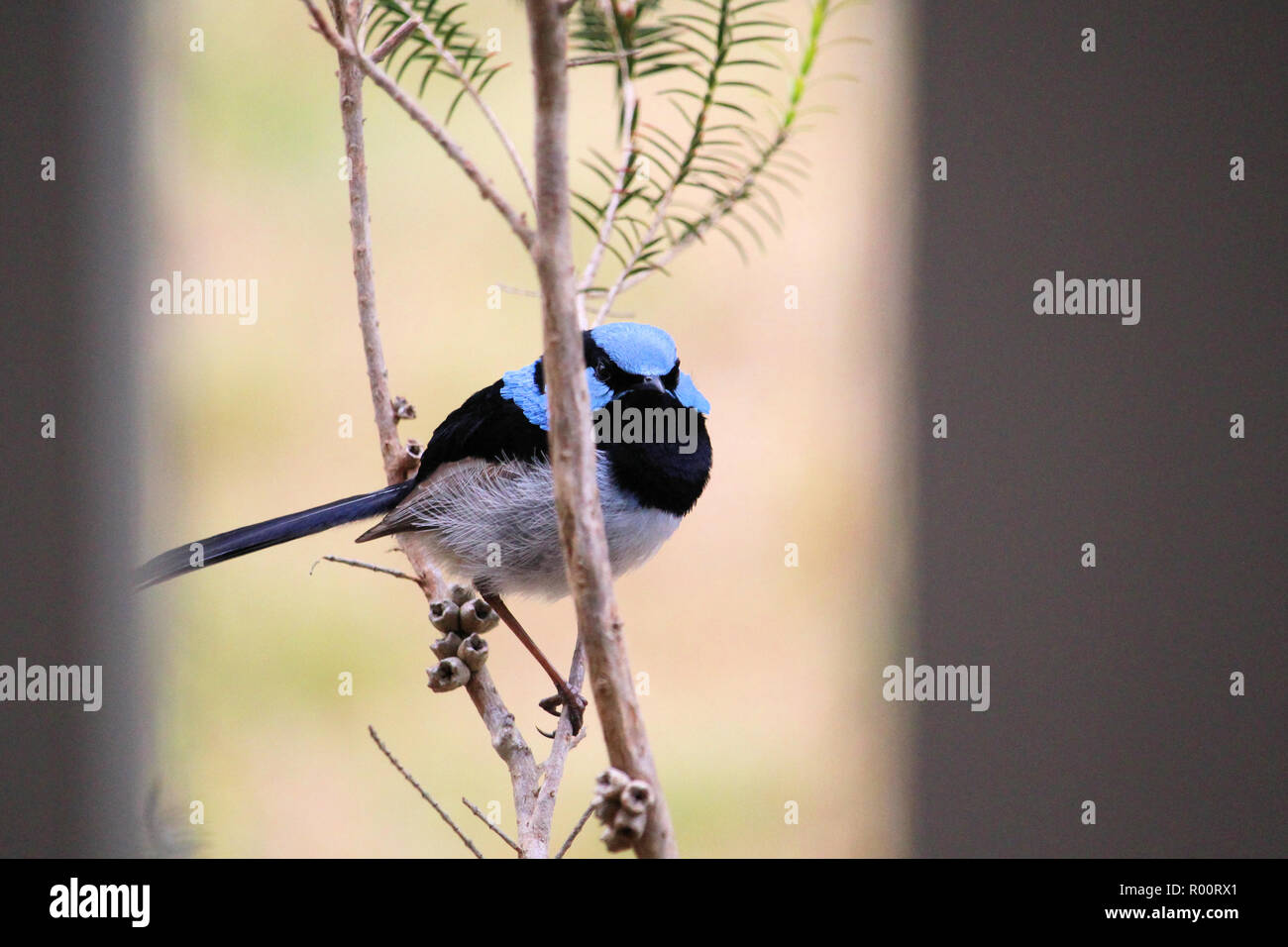 Superba Fairy-wren (Malurus cyaneus) -maschio, Sud Australia Foto Stock
