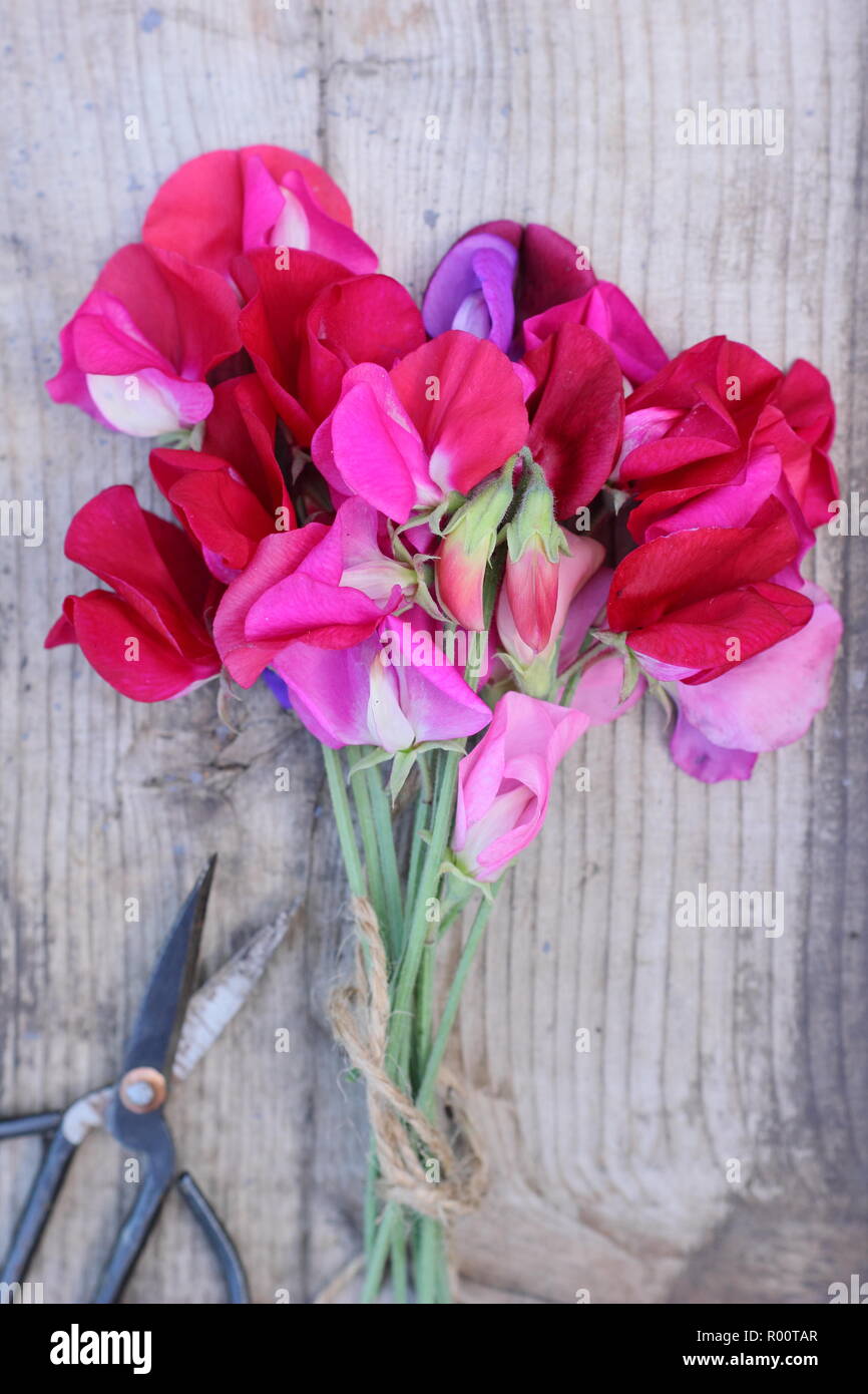 Lathyrus odoratus. Appena raccolto mazzetto di Spencer pisello dolce fiori sul tavolo di legno in un giardino inglese, estate, REGNO UNITO Foto Stock