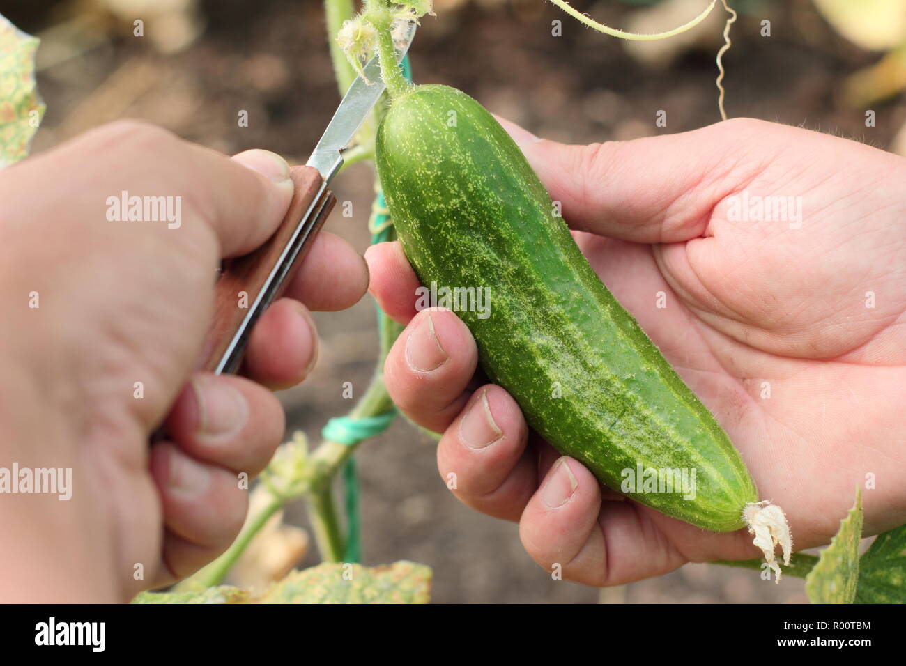 Cucumis sativus. La raccolta di cetriolo con coltello, giardino estivo, UK. 'Delikate varietà Foto Stock