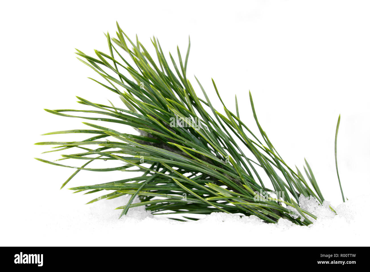 Il verde bagnato ramo di pino annegato nella neve su sfondo bianco Foto Stock
