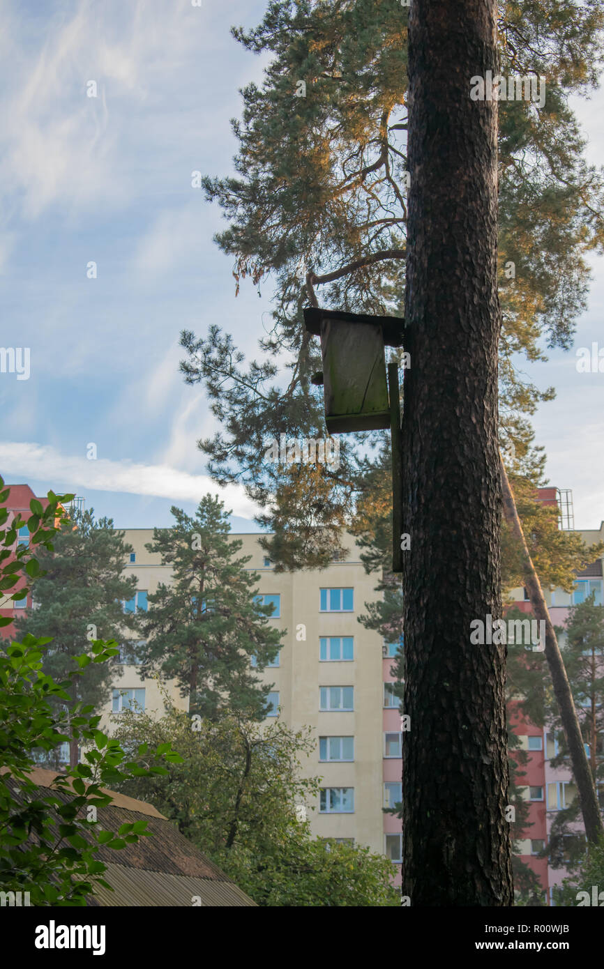 La casa degli uccelli si blocca su un albero nella foresta da un cerchio di ingresso conformato ad l. Foto Stock