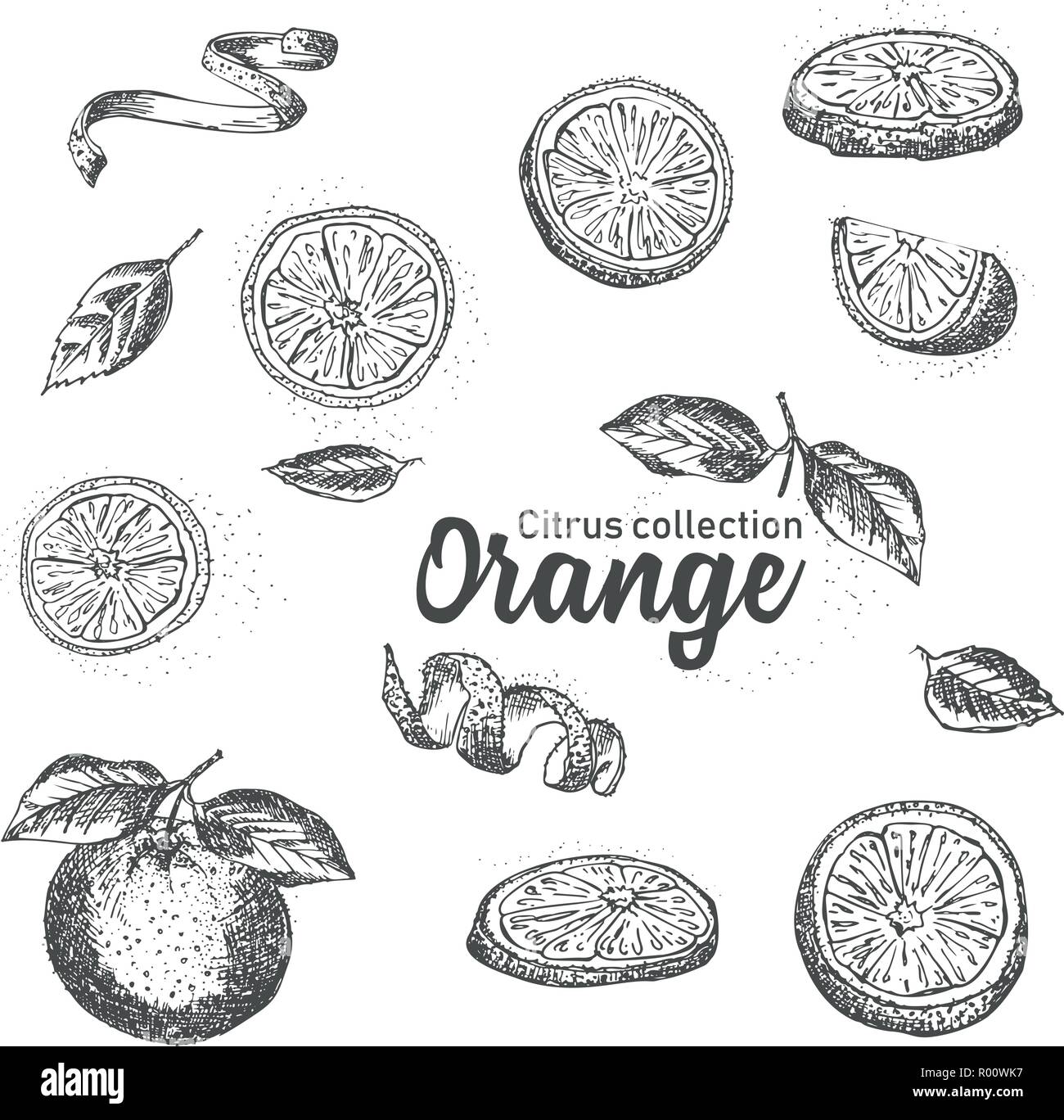 In bianco e nero serie di disegnati a mano tropical agrumi. Arancione. Schizzo di inchiostro stile. Una buona idea per templates menu, ricette, biglietti d'auguri. Illustrazione Vettoriale