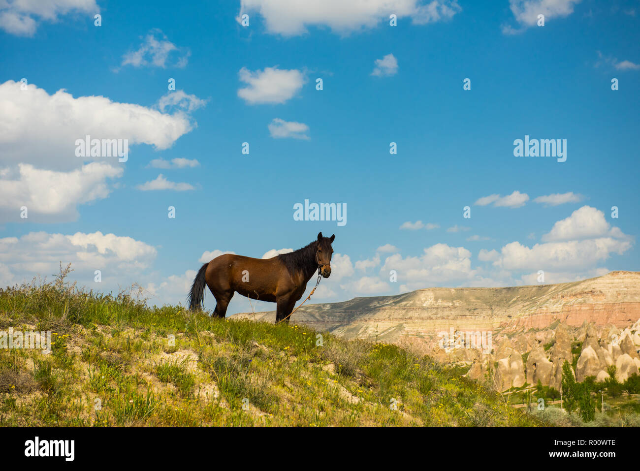 Un cavallo su Cappadocia paesaggio estivo, Turchia Foto Stock