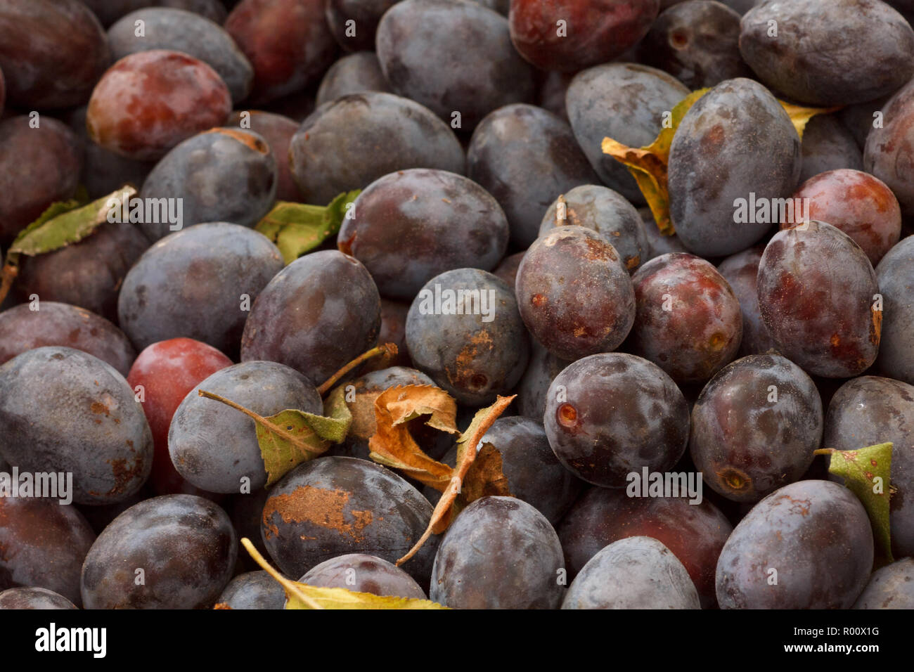 Cesto in Vimini pieno di raccolto di fresco di prugne viola con un paio di foglie verdi miscelato a. Foto Stock