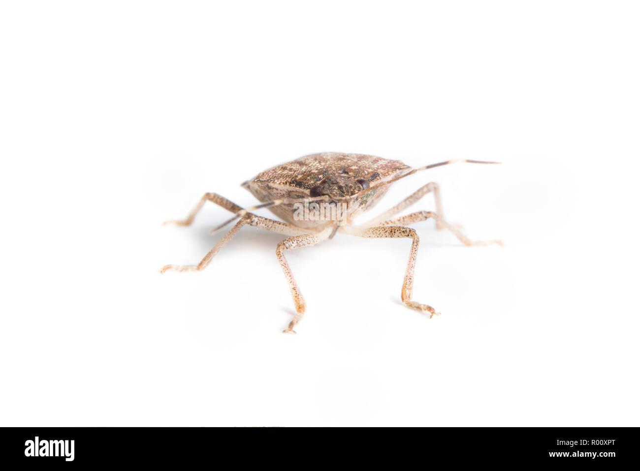 Extreme close up di una viva brown marmorated stink bug con occhi diretto verso l'osservatore Foto Stock
