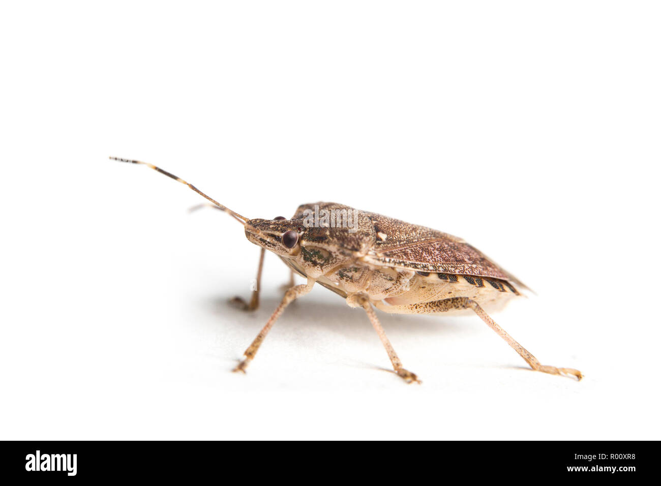 Extreme close up di una viva brown marmorated stink bug con i dettagli di macro Foto Stock