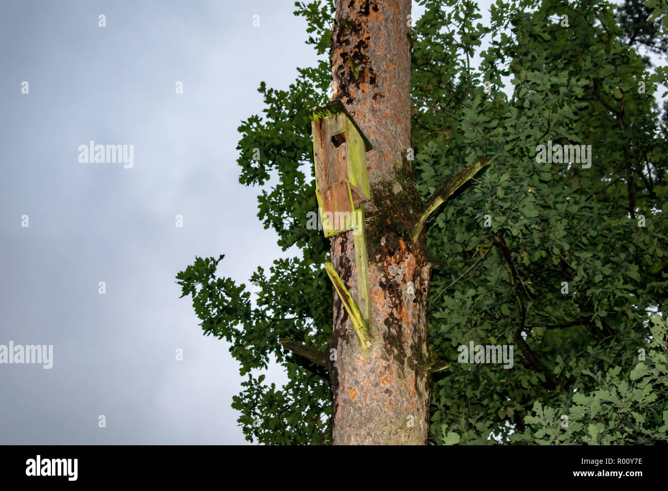 La casa degli uccelli si blocca su un albero nella foresta da un cerchio di ingresso conformato ad l. Foto Stock