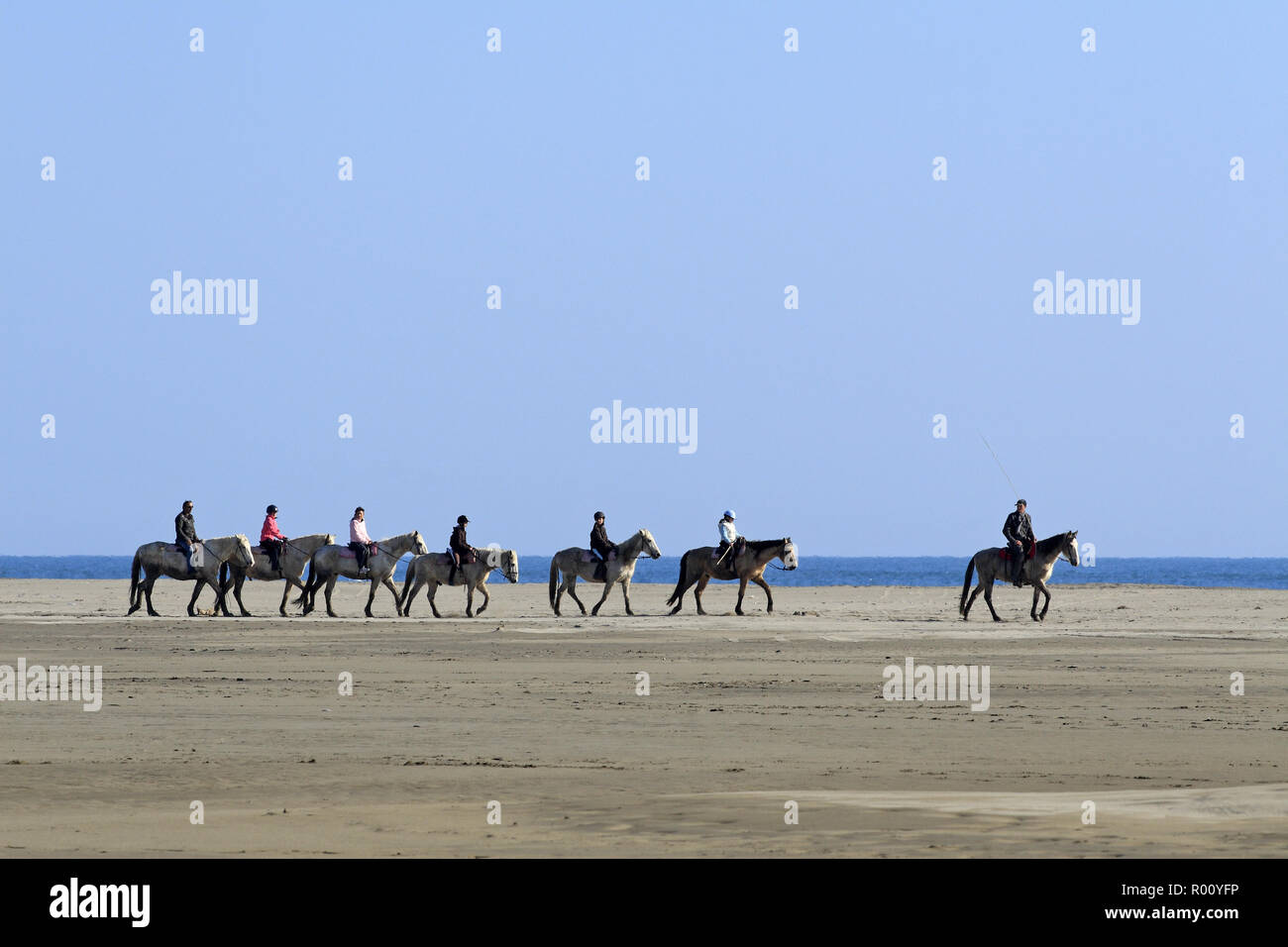 Passeggiate a cavallo sulla spiaggia Espiguette, Le Grau du Roi, Occitanie Francia Foto Stock