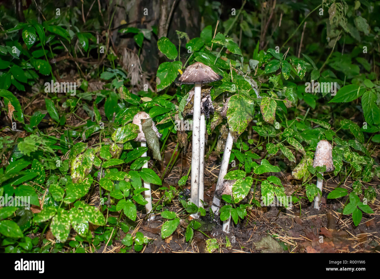 Fungo velenoso crescente nella foresta. Veleno puro, soft focus. Toadstoo mortale, soft focus. Foto Stock