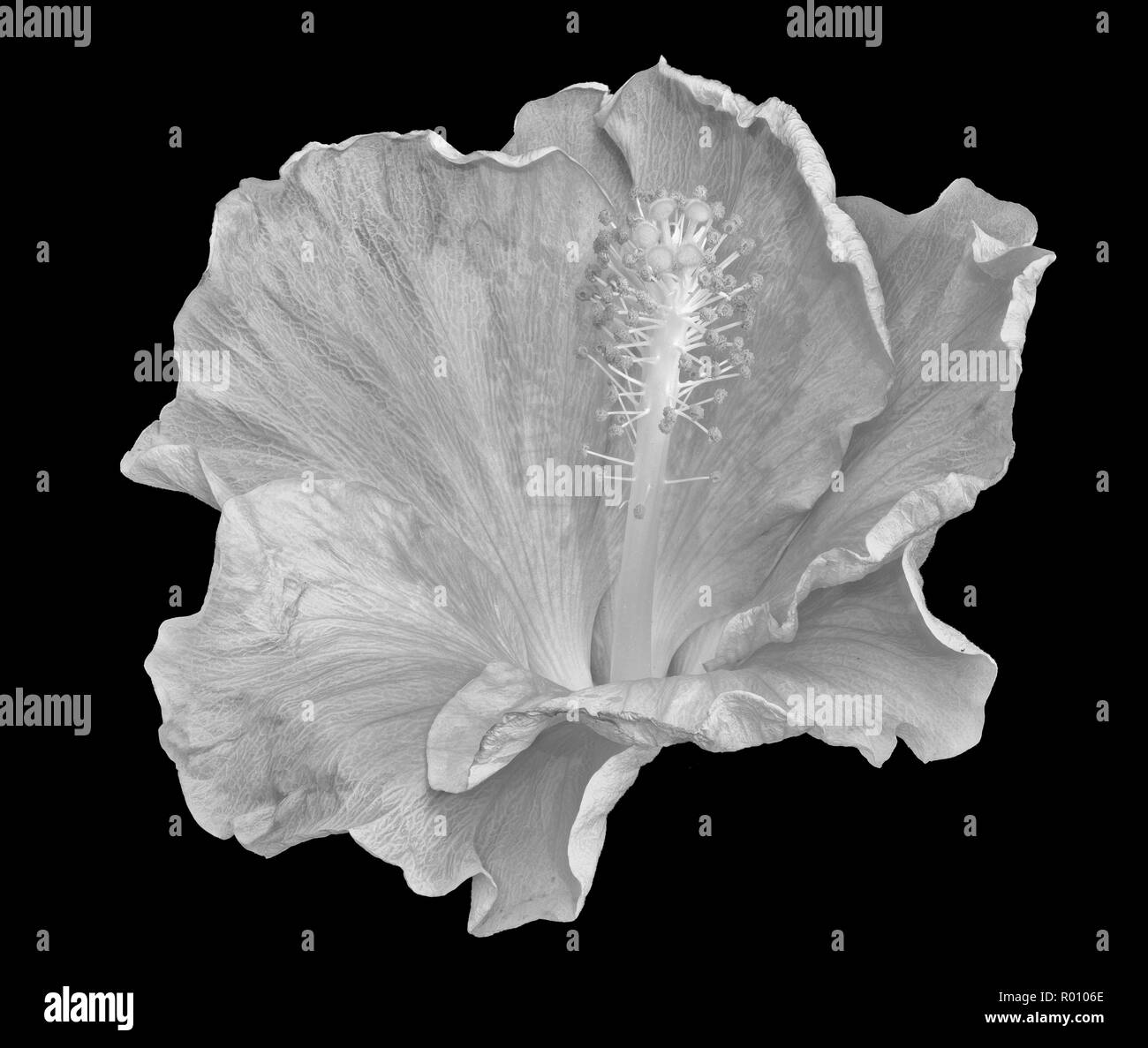 Floreali chiave alta monocromatici in bianco e nero di fiori macro immagine di un singolo isolato wide open sbocciano i fiori di ibisco con texture dettagliate,sfondo nero Foto Stock