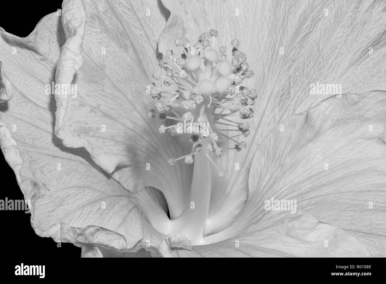 Floral luminoso ad alta chiave macro immagine fiore all'interno di un singolo isolato blooming aprire hibiscus blossom con texture dettagliate su sfondo nero Foto Stock
