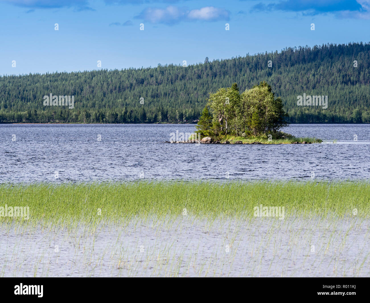 Piccola isola con alcuni alberi, lago ovest di Kiruna, reed cresce a riva, Kiruna, Svezia Foto Stock