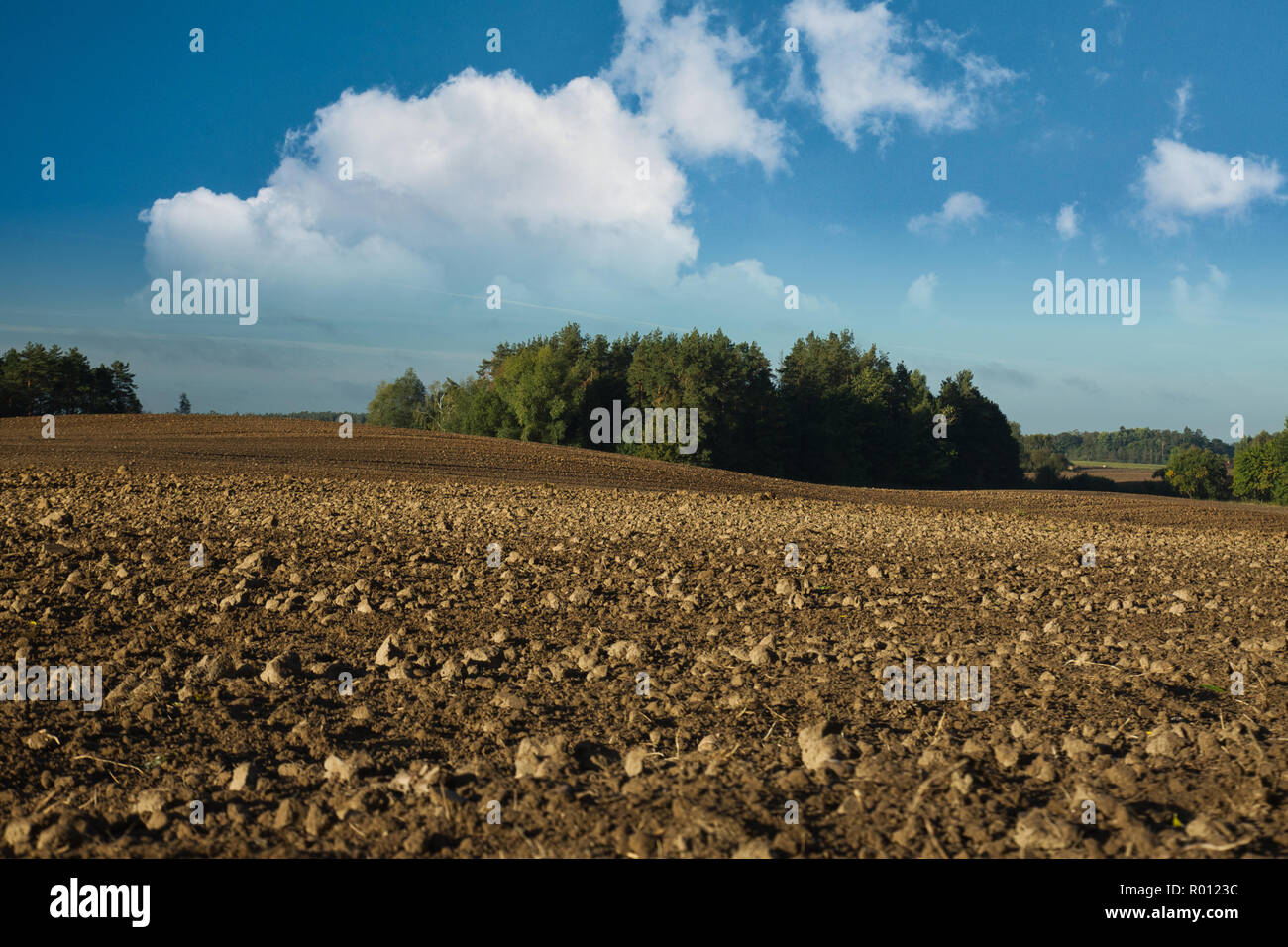 Paesaggio con una vista di un campo arato ricoperta da grumi di una foresta di pini, sotto il cielo blu con nuvole bianche. Polonia nel mese di settembre. Vista, horizonta Foto Stock