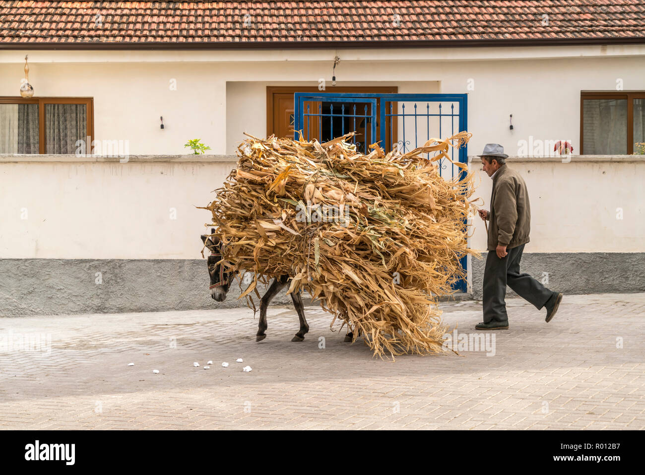 Bauer mit seinem mit beladenem Maispflanzen Maurizio, Ortschaft Lin am Ohridsee, Albanien, Europa | contadino con il suo asino che trasportano piante di mais , Lin v Foto Stock