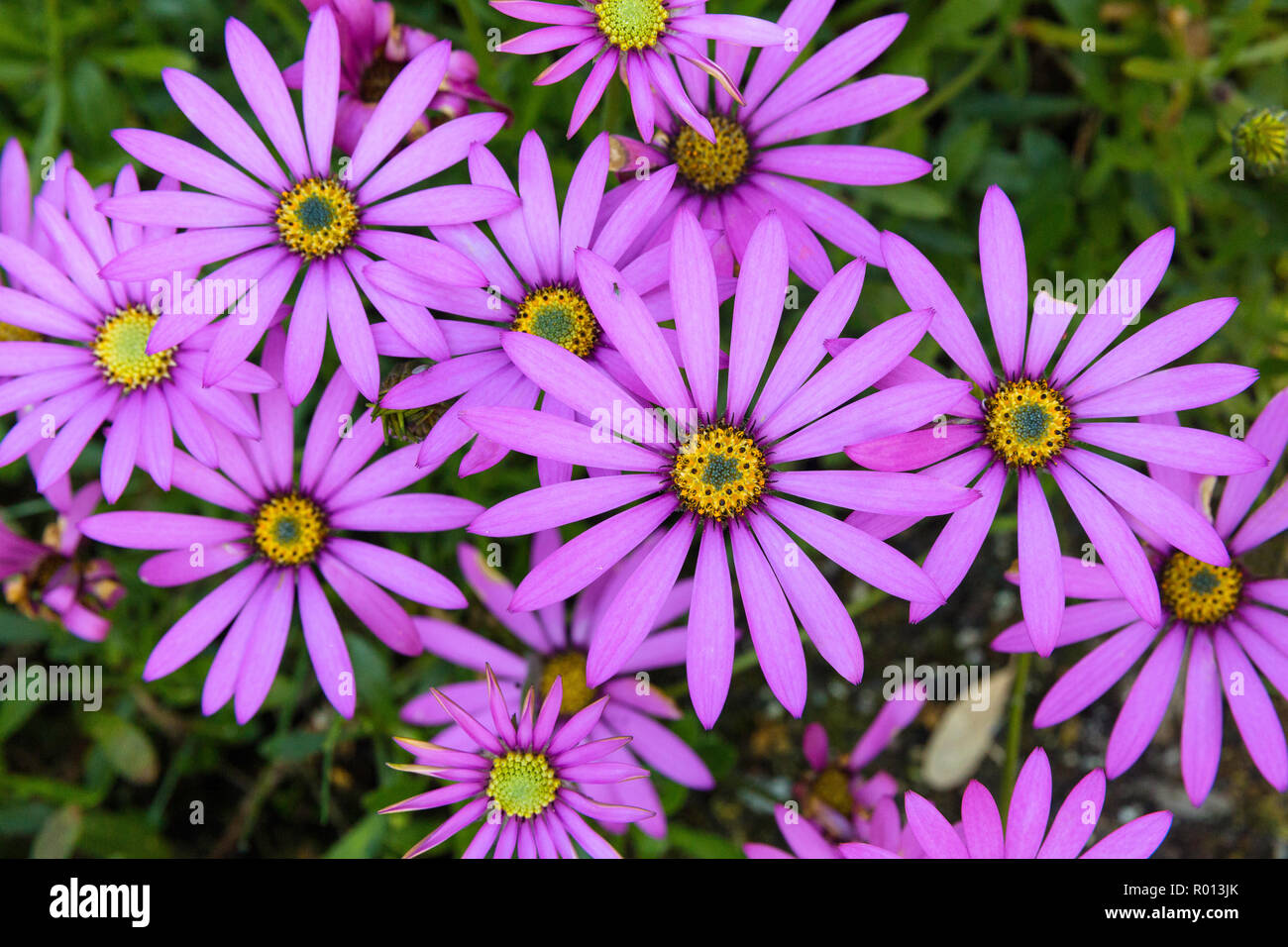 Piante esotiche sul display a Tresco Abbey Gardens, isole Scilly, Inghilterra. Foto Stock