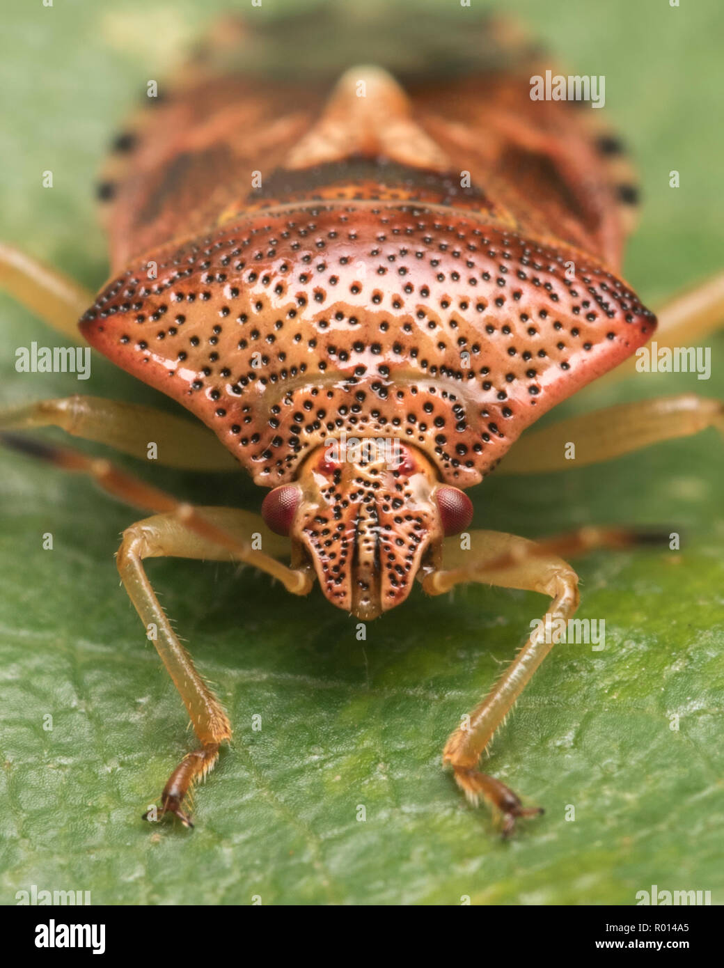 Vista ravvicinata di un genitore bug testa (Elasmucha grisea). Tipperary, Irlanda Foto Stock