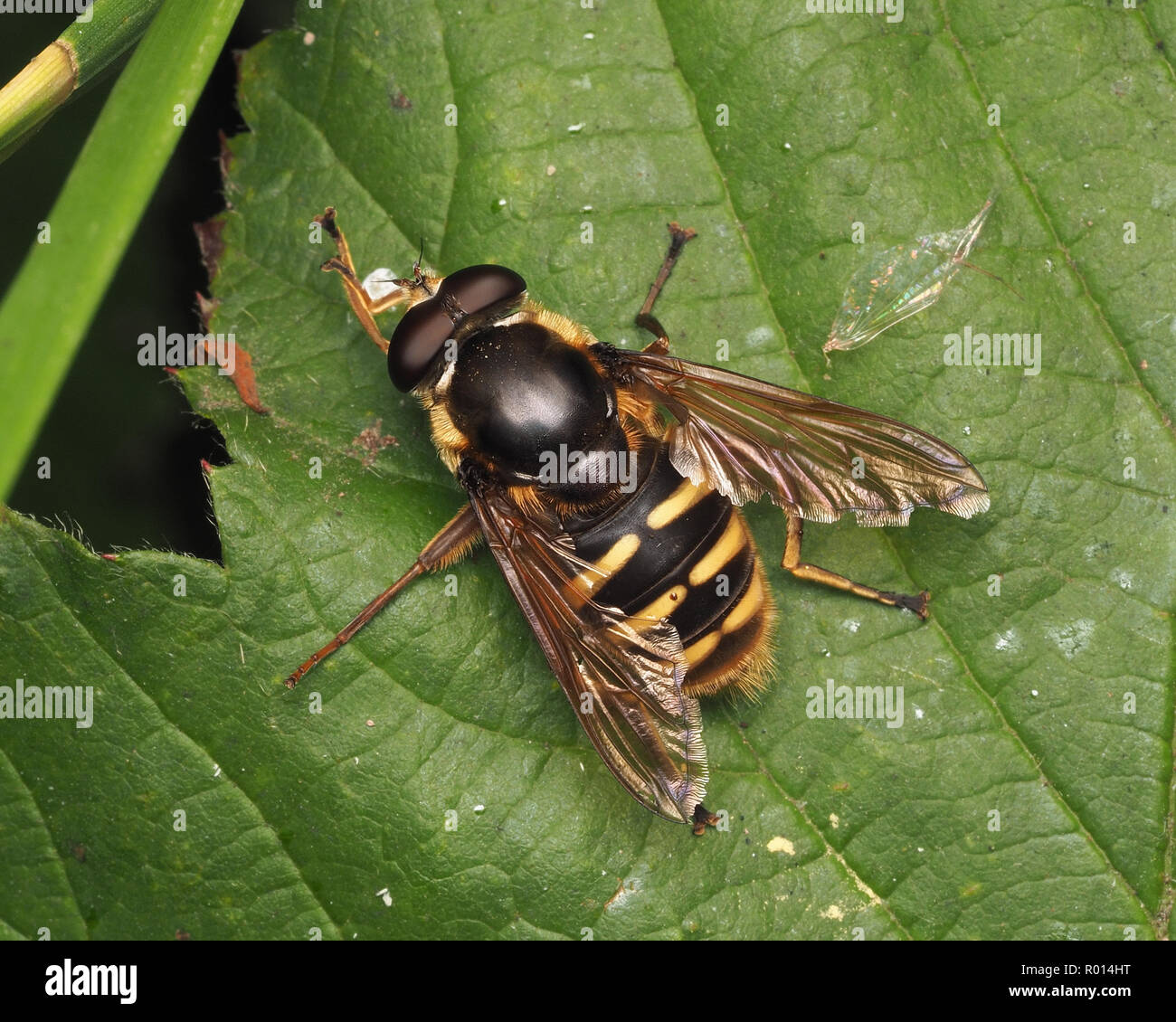 Vista dorsale di Bog Hoverfly (Sericomyia silentis) con ali strappati su Rovo foglie. Tipperary, Irlanda Foto Stock