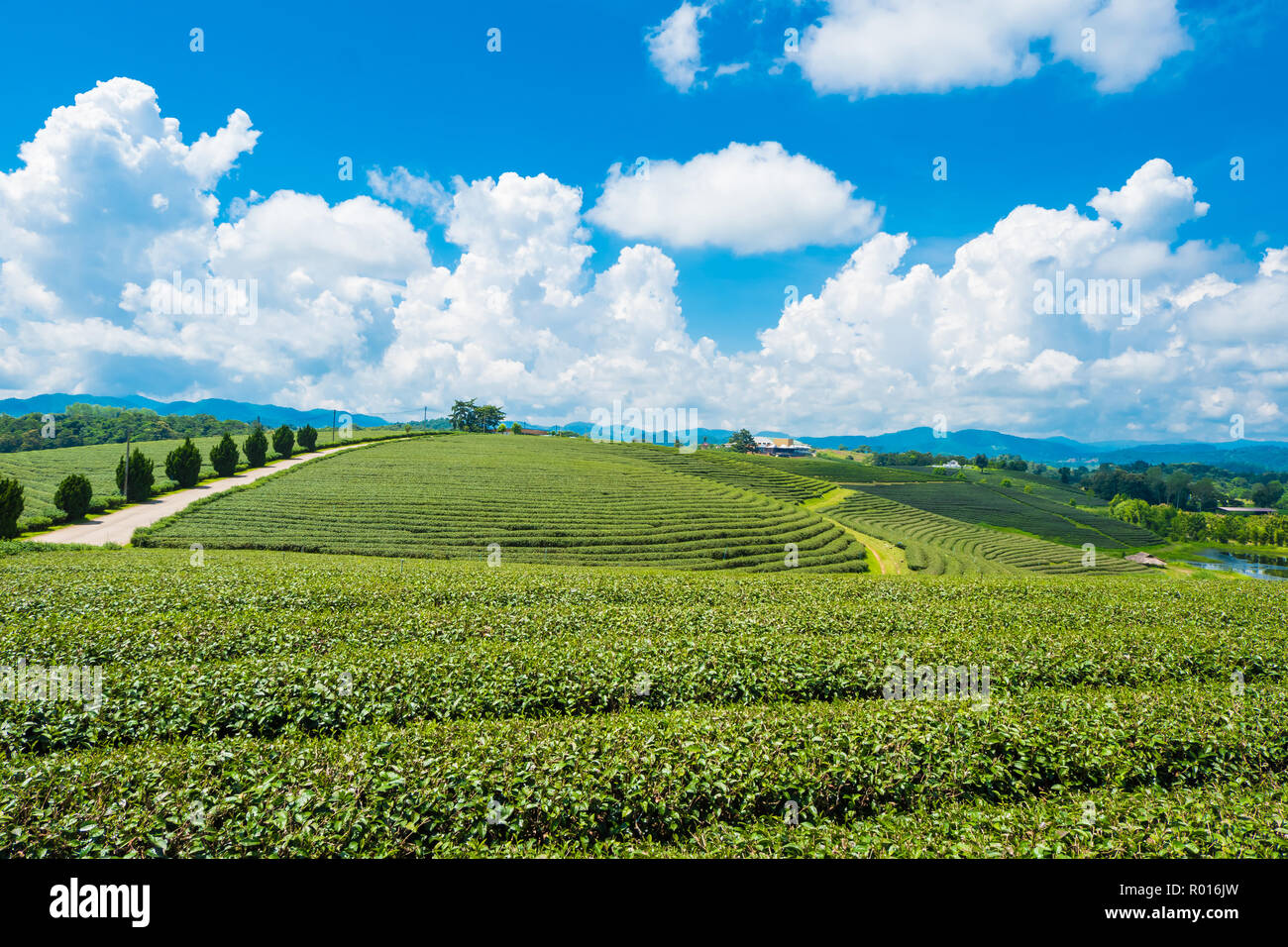 Vista panoramica della Piantagione di tè in corrispondenza choui fong farm,Chiang Rai, la Thailandia è Top destinazioni turistiche. Punto di riferimento di Chiang Rai Foto Stock