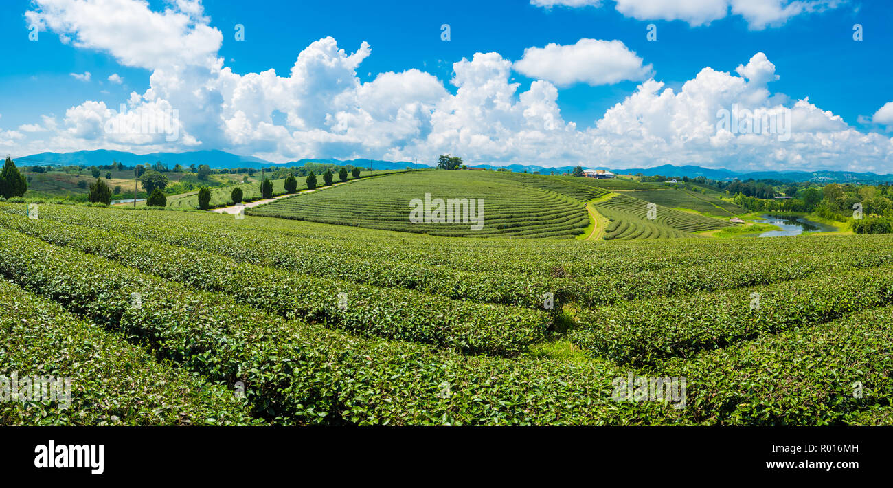 Paesaggio panorama di piantagione di tè in corrispondenza choui fong farm,Chiang Rai, la Thailandia è Top destinazioni turistiche. Punto di riferimento di Chiang Rai Foto Stock