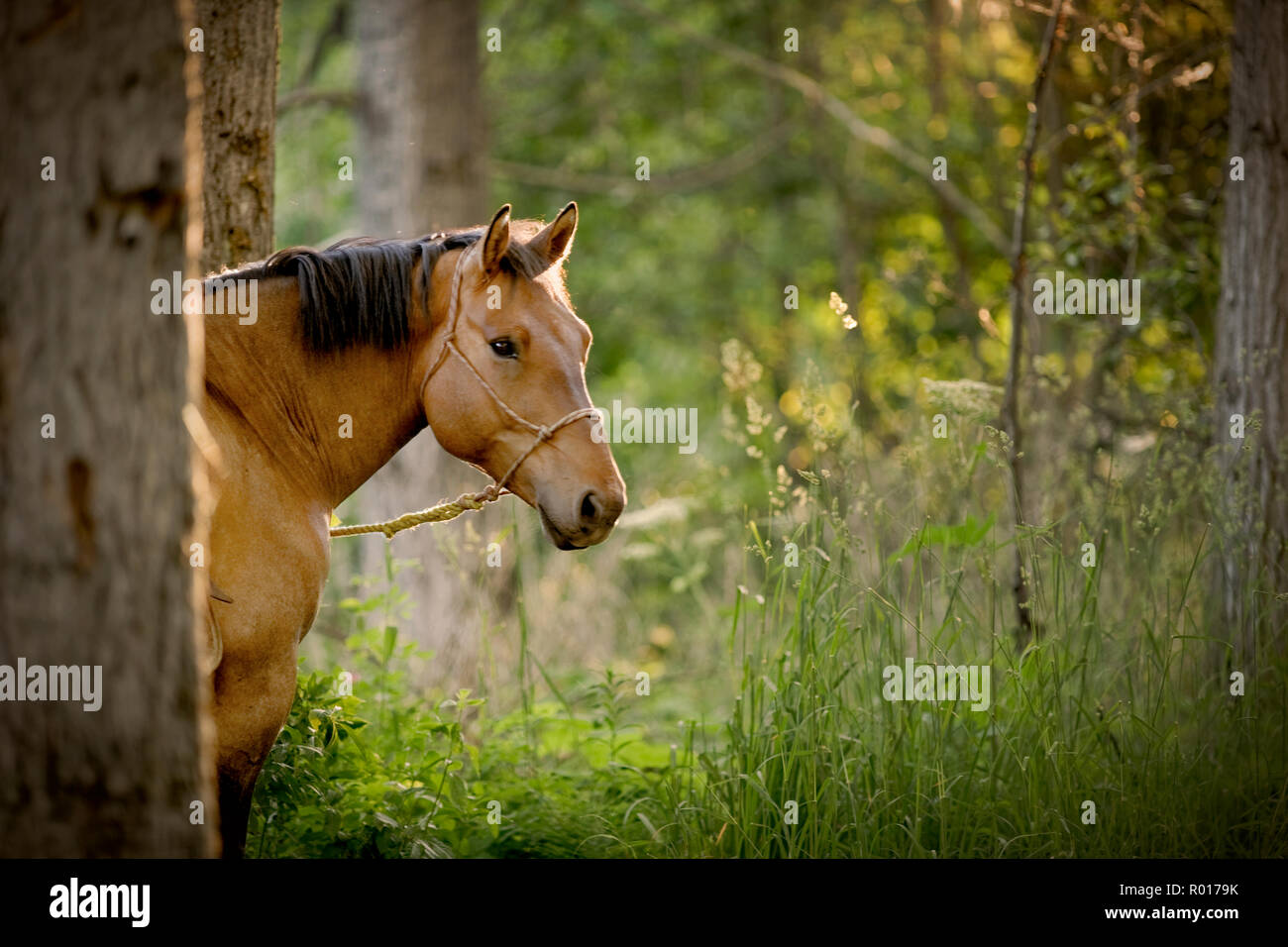Cavallo in piedi in una radura. Foto Stock