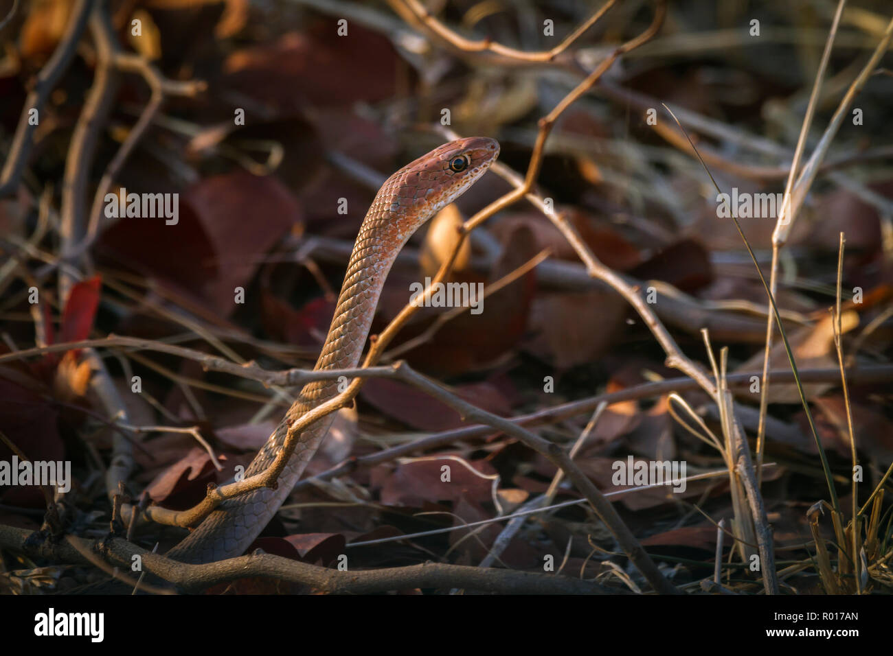 Casa del capo serpente nel Parco Nazionale di Kruger, Sud Africa ; Specie Boaedon capensis famiglia di Lamprophiidae Foto Stock