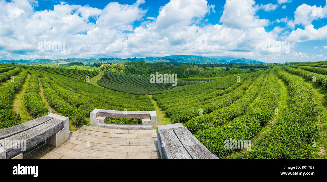 Paesaggio panorama di piantagione di tè in corrispondenza choui fong farm,Chiang Rai, la Thailandia è Top destinazioni turistiche. Punto di riferimento di Chiang Rai Foto Stock
